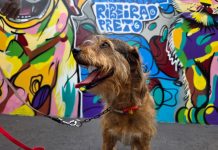 Prefeitura promove feira de adoção de cães neste domingo (31) na Feira Internacional do Livro