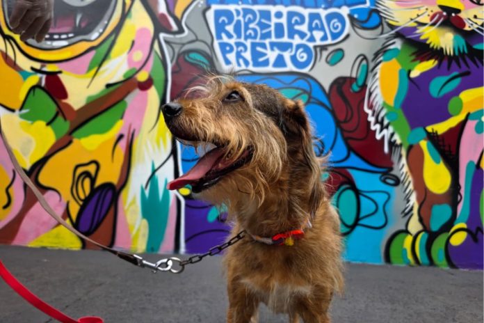 Feira de adoção de cães Ribeirão Preto