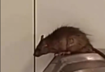Passageiro filma rato em cima de bebedouro no aeroporto de Guarulhos (SP); veja vídeo