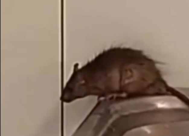 Captura de Tela (20)