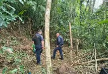 Homem é detido após desmatar área protegida para construir moradia em Mongaguá