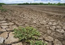 Governo federal reconhece situação de emergência em duas cidades da Paraíba por causa da estiagem