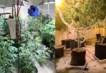 Homem é preso após polícia encontrar plantação de maconha nos fundos de borracharia em São Vicente; VÍDEO