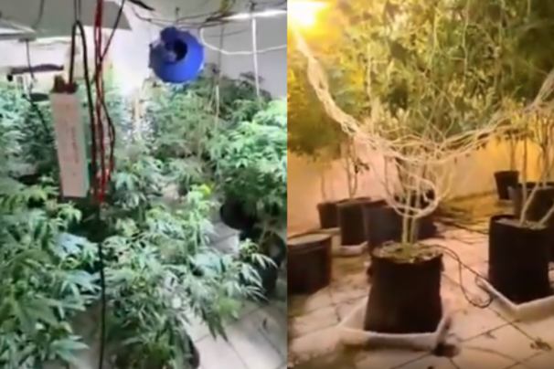 PLANTAÇÃO MACONHA