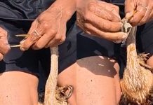 Ave fica com bico preso em tecido e é resgatada na Lagoa do Taquaral