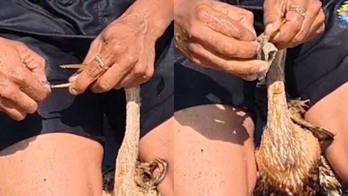 Ave fica com bico preso em tecido e é resgatada na Lagoa do Taquaral