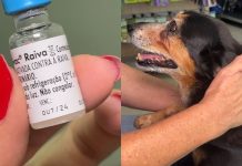 Raiva animal: veja os sinais da doença e como proteger cães e gatos em Campinas