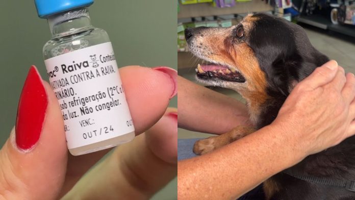 Raiva animal: veja os sinais da doença e como proteger cães e gatos em Campinas Raiva animal: veja os sinais da doença e como proteger cães e gatos em Campinas