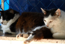 Santos recebeu feira de adoção de gatos adultos