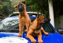 GCM de São Vicente ganha dois novos cães agentes