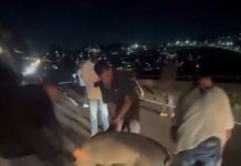 VÍDEO: Porcos escapam de caminhonete e correm pela Dutra em São José