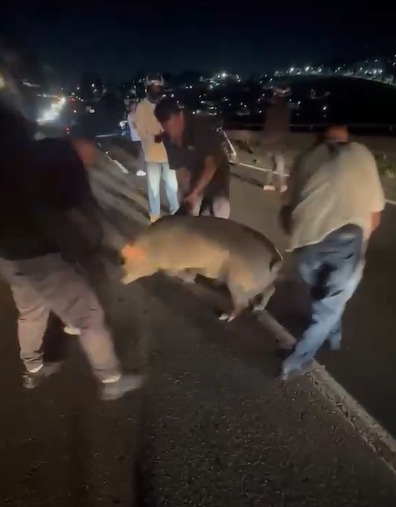 VÍDEO: Porcos escapam de caminhonete e correm pela Dutra em São José VÍDEO: Porcos escapam de caminhonete e correm pela Dutra em São José