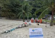 Pseudorca é encontrada morta com apetrecho de pesca preso ao corpo em Ilhabela