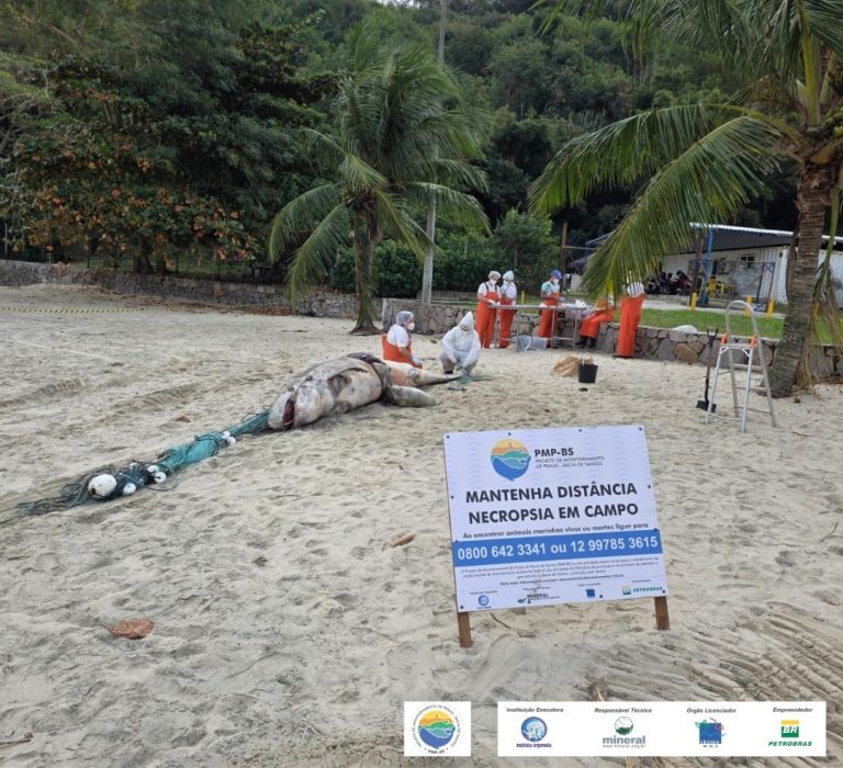 Pseudorca é encontrada morta com apetrecho de pesca preso ao corpo em Ilhabela