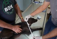 Saúde de Araçatuba retoma na segunda-feira o quarto ciclo da campanha Fora Leish