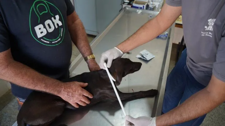 Saúde de Araçatuba retoma na segunda-feira o quarto ciclo da campanha Fora Leish