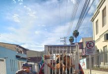 Lobo-guará é capturado pelos Bombeiros dentro de universidade em Lorena