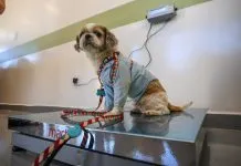 Clínica Veterinária Meu Pet supera 3 mil atendimentos em 2 meses de funcionamento