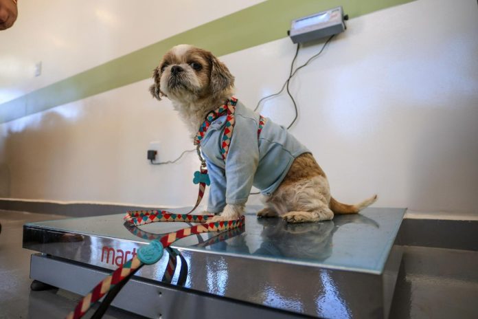 CLÍNICA VETERINÁRIA RIBEIRÃO PRETO