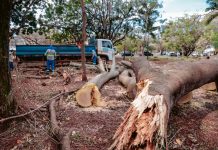 Praças e parques entram no cronograma de limpeza após vendaval em Ribeirão Preto