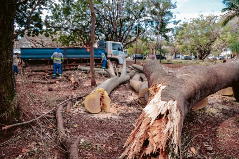 Praças e parques entram no cronograma de limpeza após vendaval em Ribeirão Preto