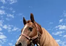Instituição procura égua para cavalo Caramelo virar pai