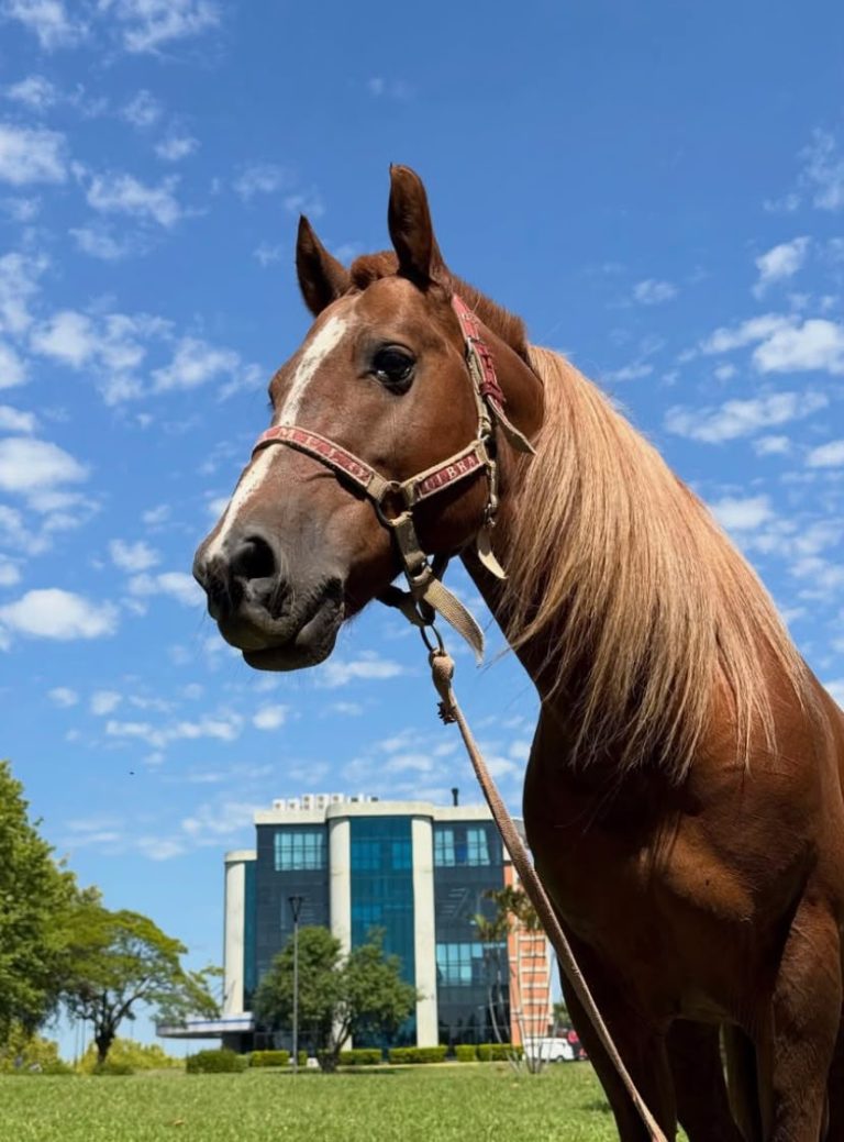 Instituição procura égua para cavalo Caramelo virar pai