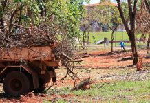 Ribeirão Preto amplia força-tarefa após temporal que derrubou 2 mil árvores