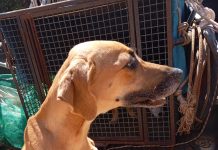 Cães são encontrados em situação de maus-tratos em residência