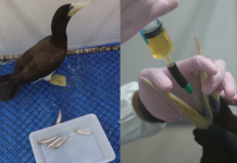 Atobá-pardo é resgatado em Peruíbe e encaminhado para reabilitação; animal estava intoxicado