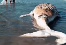 Baleia-jubarte sem vida encalha na faixa de areia de Praia Grande; VÍDEO