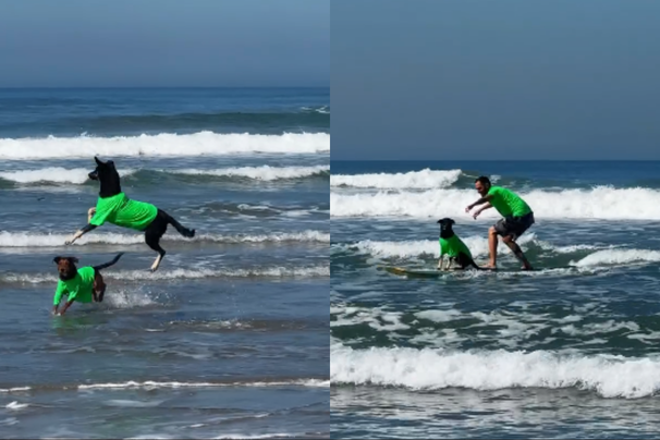 bill e tobias cães surfistas