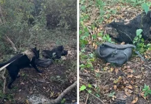 Cão farejador do BAEP encontra corpo de adolescente desaparecido em área de mata