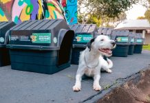 Prefeitura lança programa Nosso Pet Protegido com doação de 100 casinhas para cães e gatos