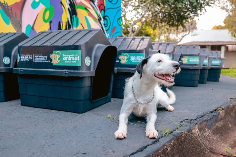 Prefeitura lança programa Nosso Pet Protegido com doação de 100 casinhas para cães e gatos