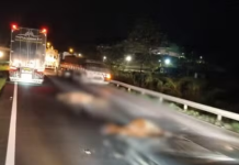 Cavalos morrem atropelados após invadirem pista em Juquiá