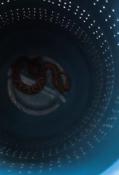 cobra