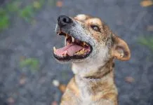 Prefeitura realiza feira de adoção de cães e gatos neste sábado (15)