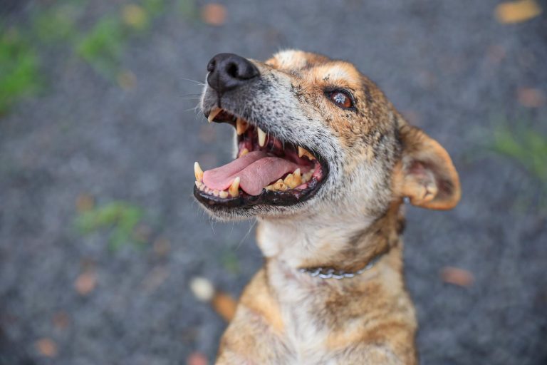 Prefeitura realiza feira de adoção de cães e gatos neste sábado (15)