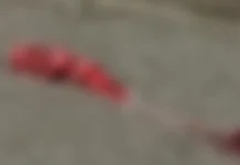 Feto é encontrado abandonado ao lado de lixeira em Santos; caso foi registrado como ‘morte suspeita’