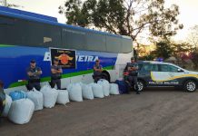 Polícia prende boliviana com 300 kg de folhas de coca na SP-270
