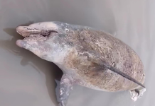 Golfinho é encontrado sem vida encalhado em praia de Mongaguá