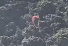 Homem que conduzia parapente cai e fica preso em árvores em São Vicente; ninguém se feriu