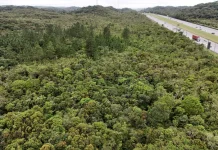 Controle de espécies invadoras recupera 40 hectares de mata na Serra do Mar