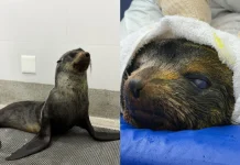 Lobo-marinho encontrado em Itanhaém está em recuperação no centro de reabilitação do Instituto Gremar; saiba mais
