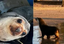 Lobo-marinho é encontrado descansando em faixa de areia de Praia Grande; VÍDEO