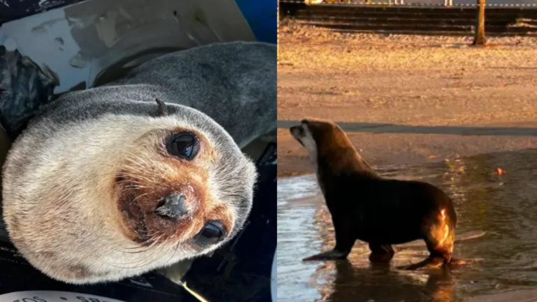 Lobo-marinho é encontrado descansando em faixa de areia de Praia Grande; VÍDEO