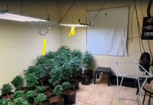Operação prende quatro e apreende drogas, arma e estufa de maconha em Taubaté