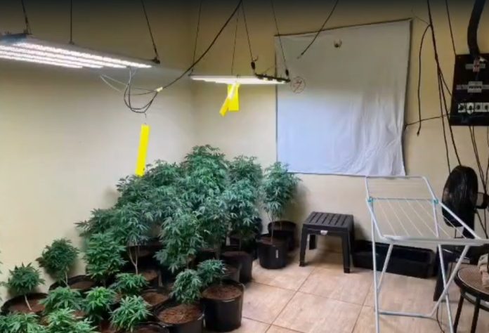 maconha