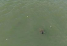 Peixe-boi resgatado encontra companhia no litoral da Paraíba após ser transferido